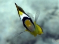 Juvenile Racoon Butterflyfish