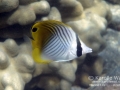 Juvenile Threadfin Butterflyfish
