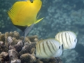 Forceps & Multiband Butterflyfish