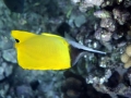 Forceps Butterflyfish
