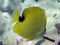 Juvenile Milletseed Butterflyfish