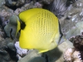 Milletseed Butterflyfish