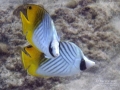 Two Threadfin Butterflyfish