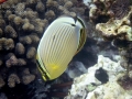 Oval Butterflyfish