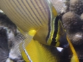 Oval Butterflyfish with Fourspot Butterflyfish