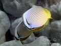 Oval Butterflyfish Playing the Mating Game
