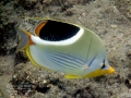 Saddleback Butterflyfish