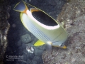 Saddleback Butterflyfish Feeding