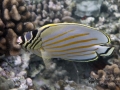 Ornate Butterflyfish Feeding on Coral