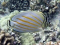 Ornate Butterflyfish