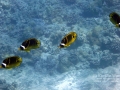 Racoon Butterflyfish at the Edge of the Reefs