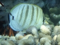 Multiband Butterflyfish