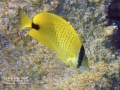 Milletseed Butterflyfish