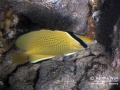 Speckled or Lemon Butterflyfish