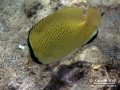 Speckled or Lemon Butterflyfish