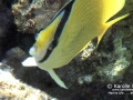 Speckled or Lemon Butterflyfish