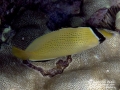 Speckled or Lemon Butterflyfish