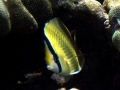 Speckled or Lemon Butterflyfish