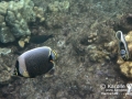 Reticulated Butterflyfish