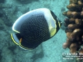 Reticulated Butterflyfish