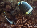 Reticulated Butterflyfish