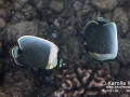 Reticulated Butterflyfish