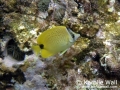 Milletseed Butterflyfish