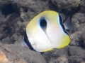 Teardrop Butterflyfish