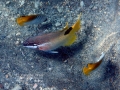 Threadfin Butterflyfish and Hawaiian Hogfish