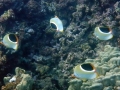 Four Saddleback Butterflyfish  -- a rare sight at Ahihi