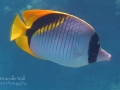 Lined Butterflyfish