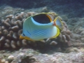 Saddleback Butterflyfish - a rare sight at Ahihi