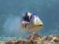 Lagoon Triggerfish