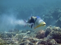 Lagoon Triggerfish