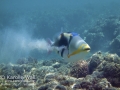 Lagoon Triggerfish -- spewing sand from gills
