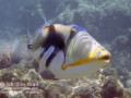 Lagoon Triggerfish