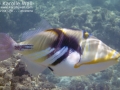 Lagoon Triggerfish