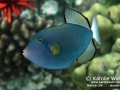 Juvenile Pinktail Triggerfish