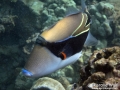 Reef Triggerfish, Humuhumunukunukuāpuaʻa