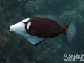 Lei Triggerfish Aroused