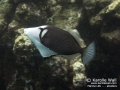 Lei Triggerfish Aroused