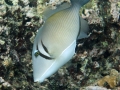 Lei Triggerfish