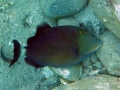 Bridled Triggerfish