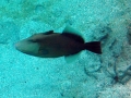 Bridled Triggerfish