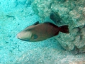 Bridled Triggerfish