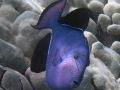 Black Durgon