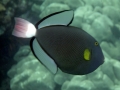 Pinktail Triggerfish