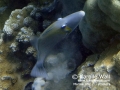 Lei Triggerfish