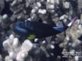 Pinktail Triggerfish