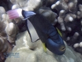 Pinktail Triggerfish